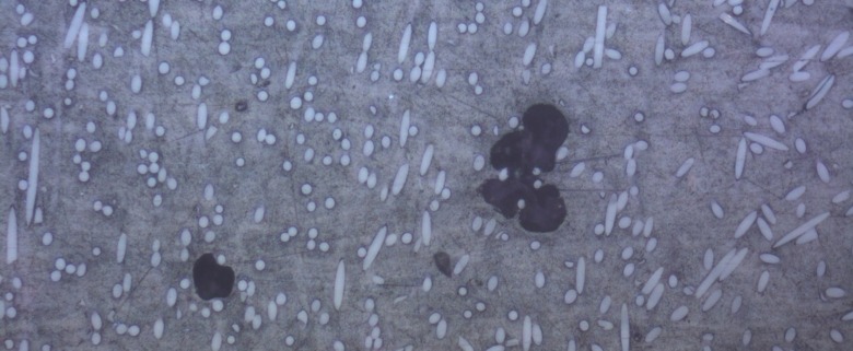 Vakuole in glasfaserverstärkten Thermoplast Vakuole